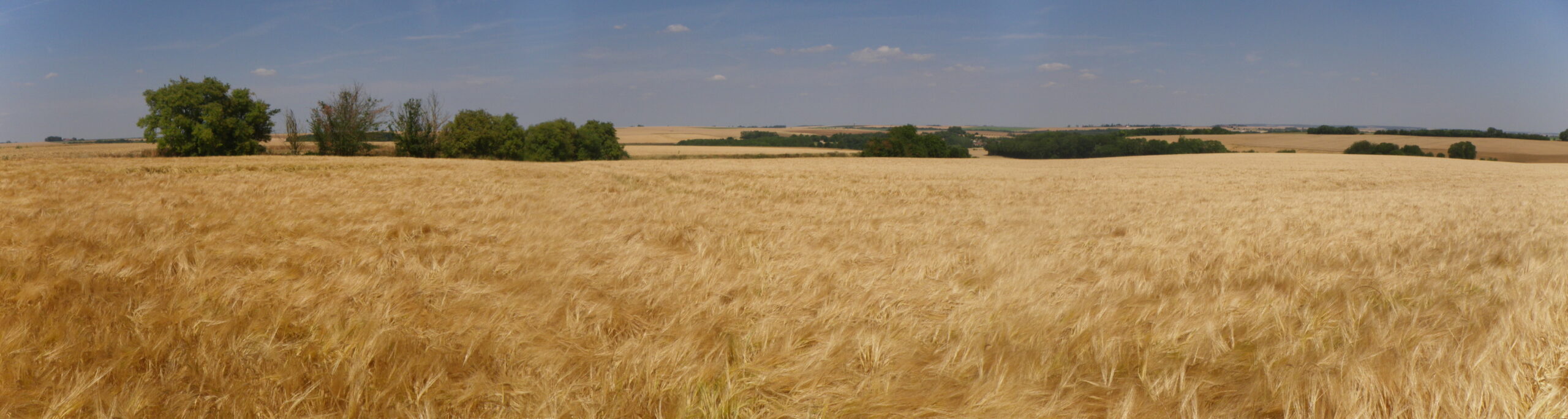 champ d'orge Seine et Marne