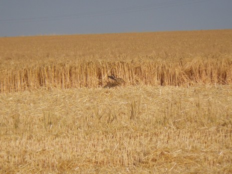 Un lapin dans l'orge !