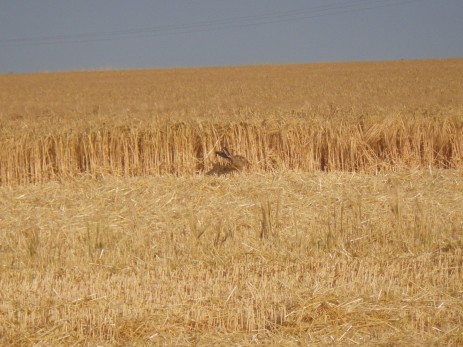 Un lapin dans l'orge !